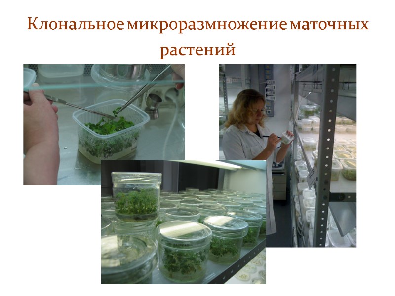 Клональное микроразмножение маточных растений